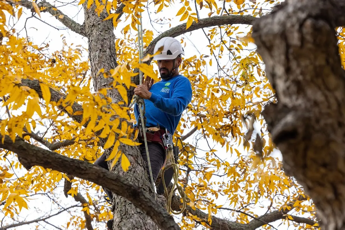 Skilled Tree Planing crew working in Temple